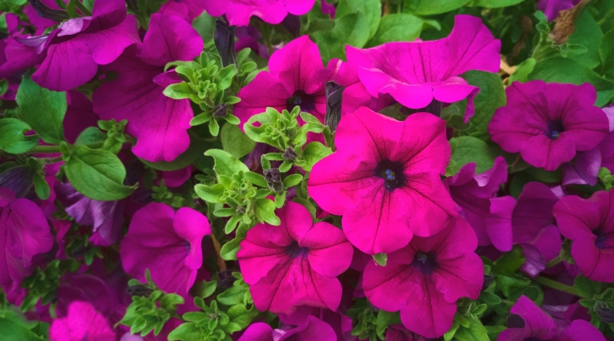 Close-up of bright deep pink &lsquo;Tidal Wave Purple&rsquo; petunia flowers surrounded by bright green branched leaves. The flowers are tubular, large, and consist of 5 fused bright petals and dark throats. The leaves are bright green, oval with smooth edges, and slightly hairy.