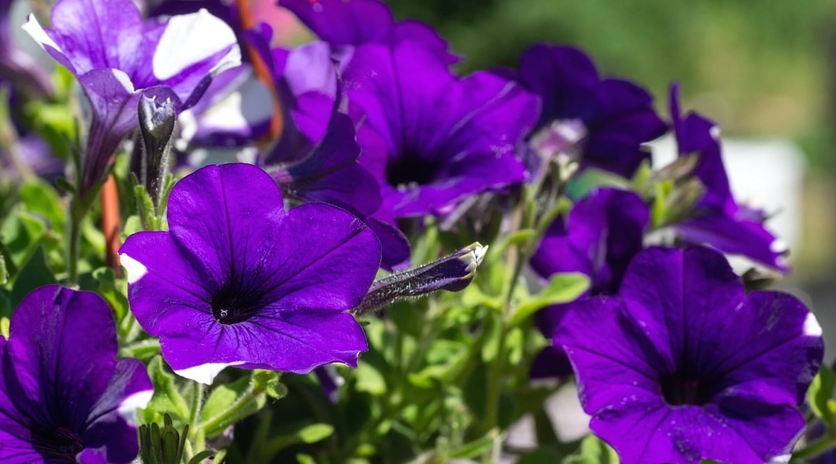 Close-up of dark purple &lsquo;Tie Dye Purple&rsquo; against a blur of light green foliage in a sunny garden. Funnel-shaped flowers, consist of 5 fused petals of a rich color with chaotic white spots, somewhere more, somewhere less. The leaves are small, oval, slightly hairy like their stems.
