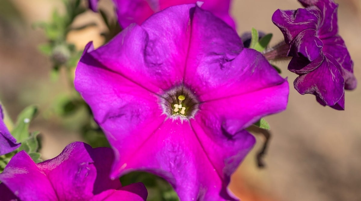 Close-up of a blooming petunia x hybrida &lsquo;Ultra Violet&rsquo; flower against a background of petunias in bloom. The flower is large, open, funnel-shaped, consists of 5 fused purple petals with bright pink stripes forming a star-shaped pattern.