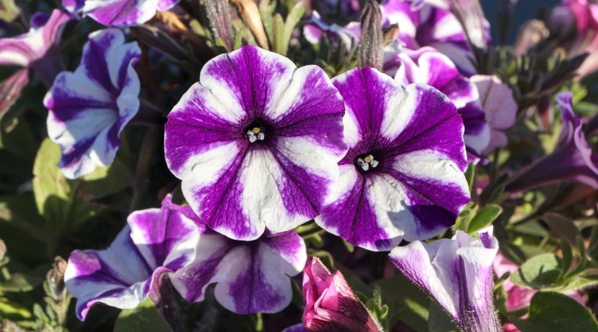 Petunia x hybrida