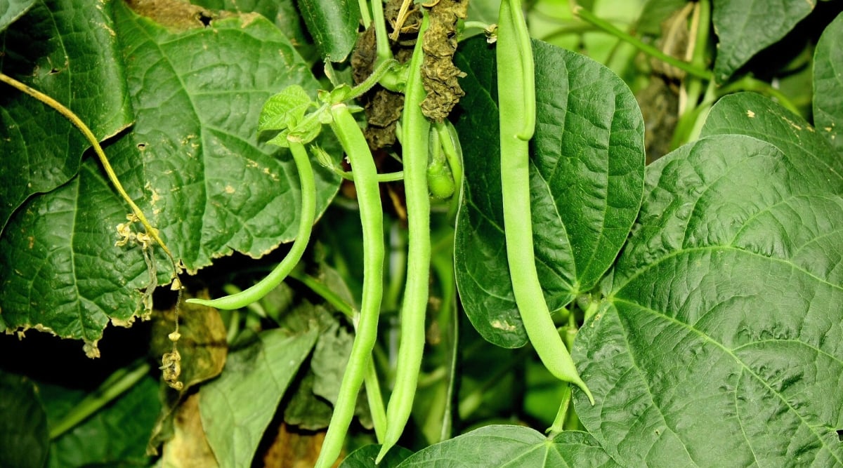 Close-up of Phaseolus vulgaris &lsquo;Kentucky Wonder&rsquo; plant. The Phaseolus vulgaris &lsquo;Kentucky Wonder&rsquo; is a pole bean variety. It produces long, slender green pods. The leaves are a lush green color, wide, heart-shaped.
