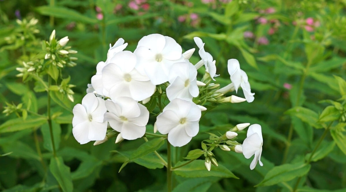Tall, skinny, flower stalk with several bright white flowers clustered together on top. Each flower has five, round, overlapping petals and long throat in the middle.