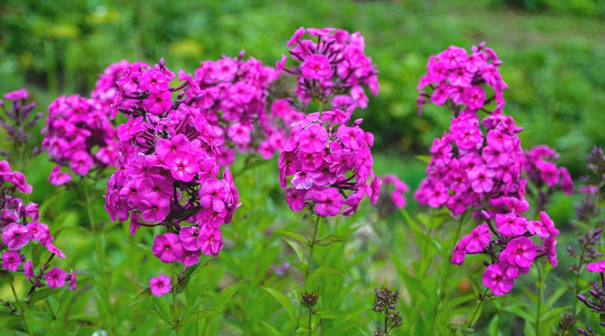 Close-up of blooming Phlox on a blurred green background. It boasts lance-shaped leaves that form dense, bushy clumps. The plant produces abundant clusters of fragrant, five-petaled, tubular flowers of bright pink color.