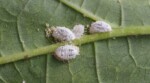 How to Tell If You're Underwatering Your Plants