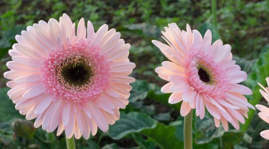 101 Pink and Fuchsia Flowers With Names and Pictures