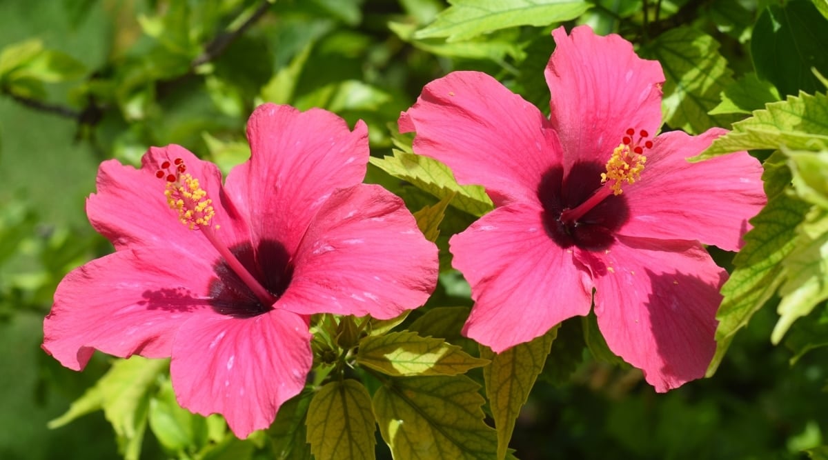 A close-up of Tropical Hibiscus flowers showing bright pink petals with dark red centers. The green leaves are glossy, and slightly pointed, with serrated edges.