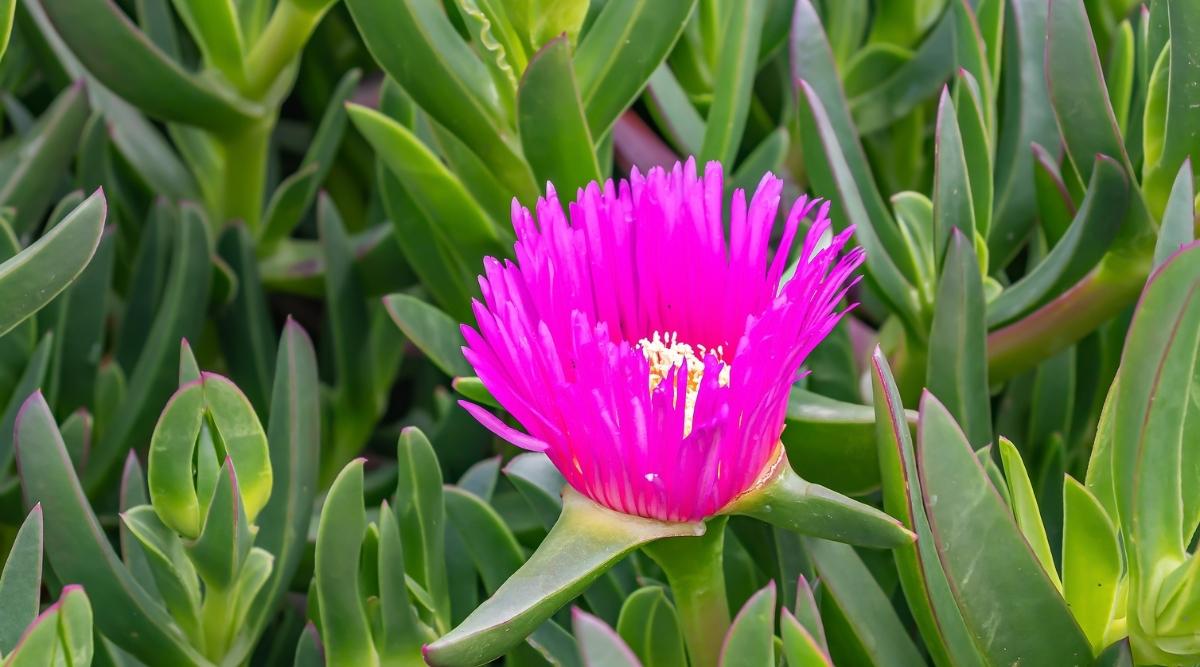 Pink Ice Plant