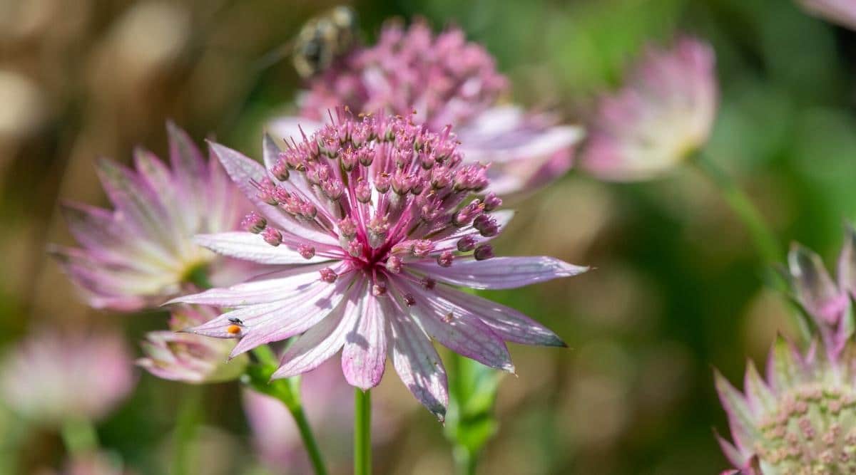 72 Perennial Flowers With Names And