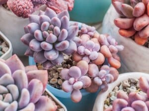 Pink Succulents