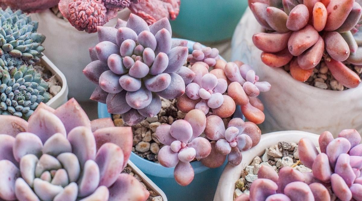 27 Pink Succulents That Will Add Color to Your Indoor Garden