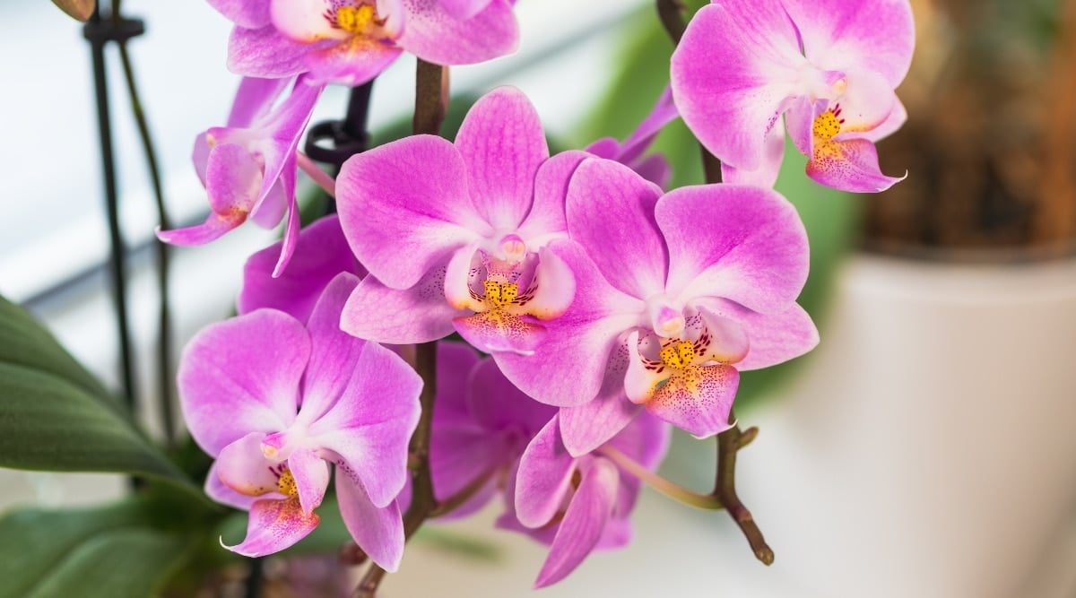 Pink flowering plant blooming indoors with vibrant pink blooms. The plant has several flowers, and each of them has a bright yellow center stamen.