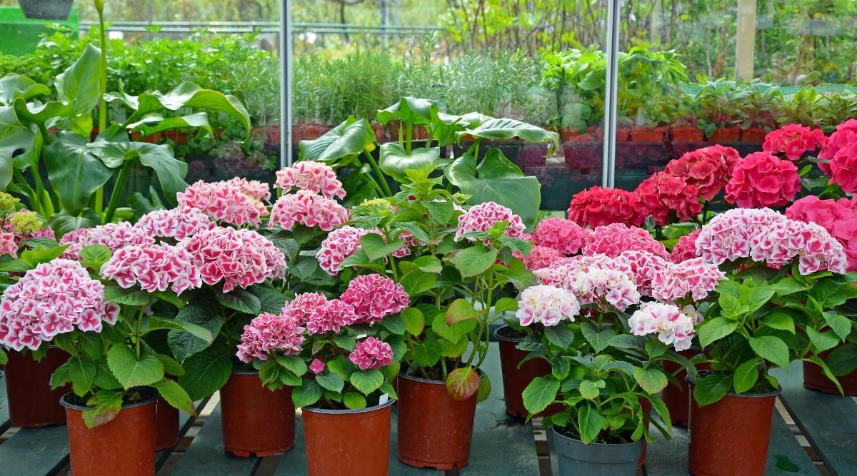 A collection of potted hydrangea plants comes together, showcasing a mesmerizing array of colors. From combinations of white and pink to vibrant shades of red, each pot boasts its own distinctive blend and their lush green leaves. In the background, several other green leafy plants add to the natural ambiance.