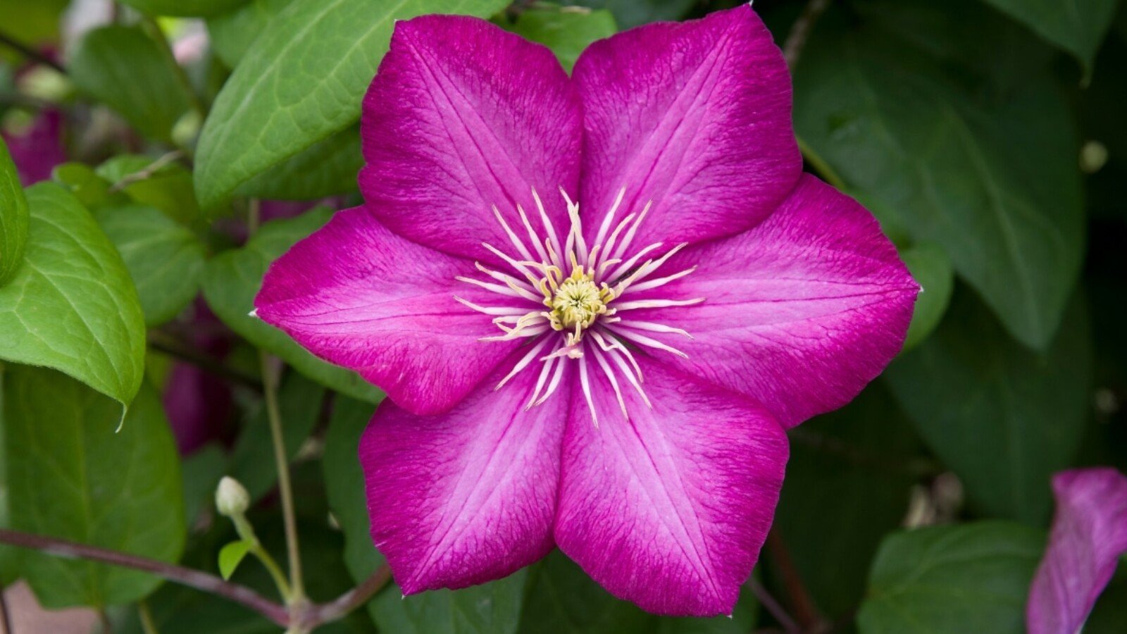 Pink blooming clematis vine is in full season with a bright pink flower