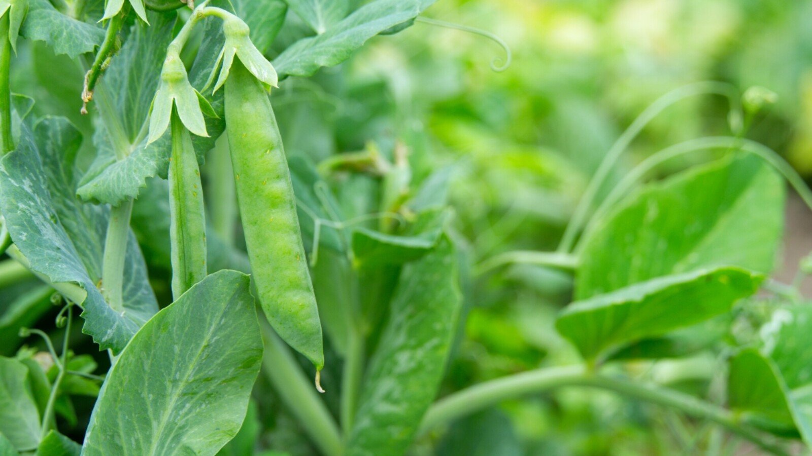 &lsquo;Wando&rsquo; English pea pods display ripening peas and delicate foliage.