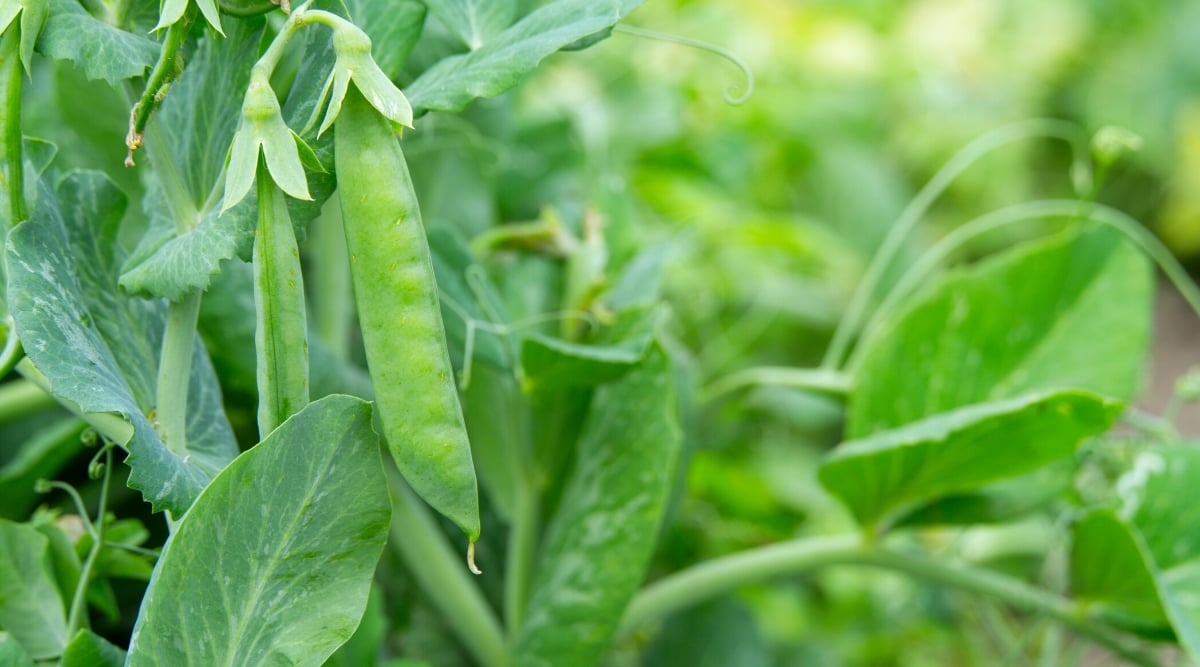 Close-up of English Pea &lsquo;Wando&rsquo; plant in the garden. The English Pea &lsquo;Wando&rsquo; is characterized by its vibrant green, pinnate leaves with multiple leaflets. The plant produces elongated, slender pods containing plump, round peas. These peas are bright green in color and have a sweet, crisp texture.