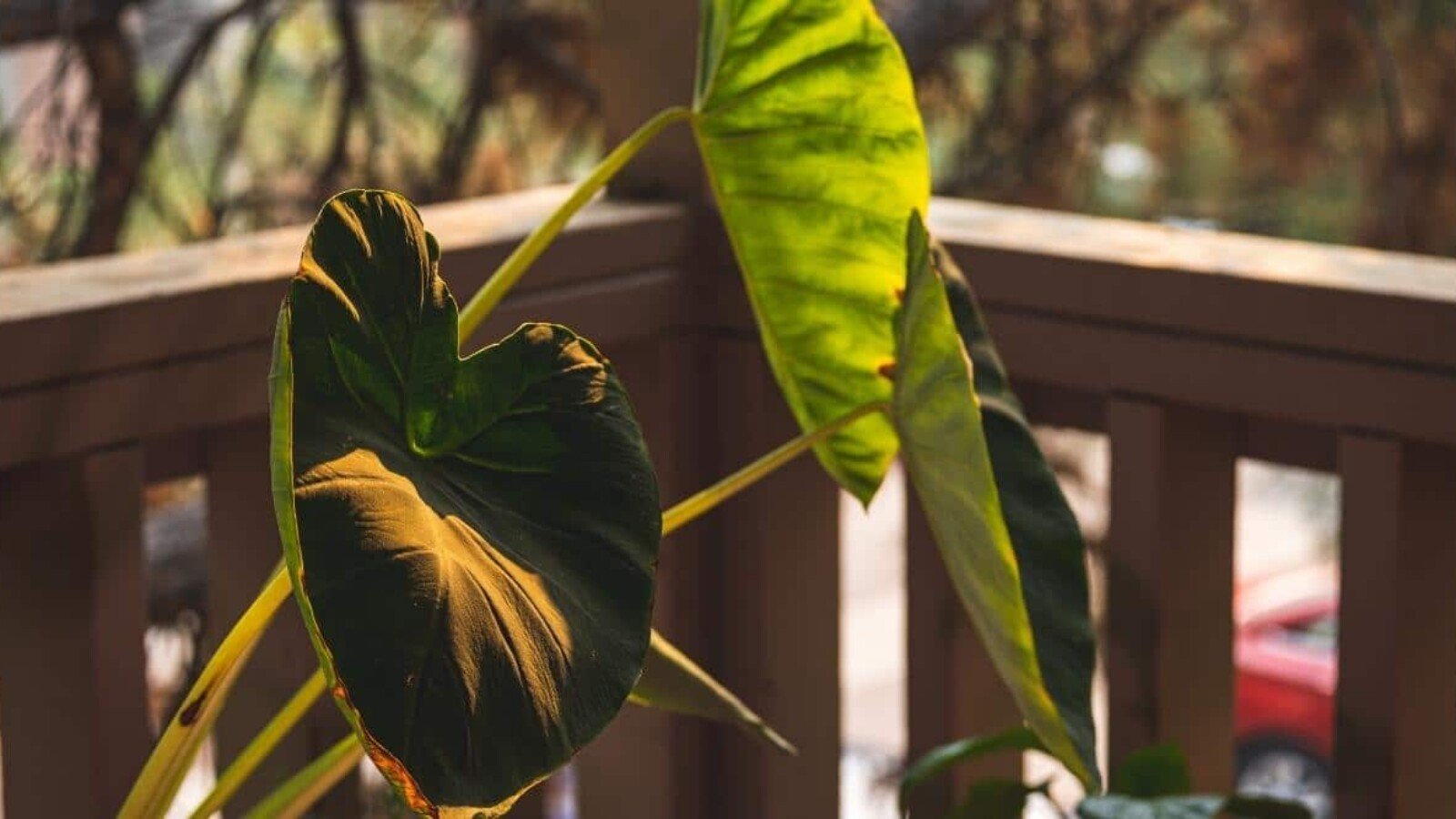 Elephant Ear Plant at Sunset
