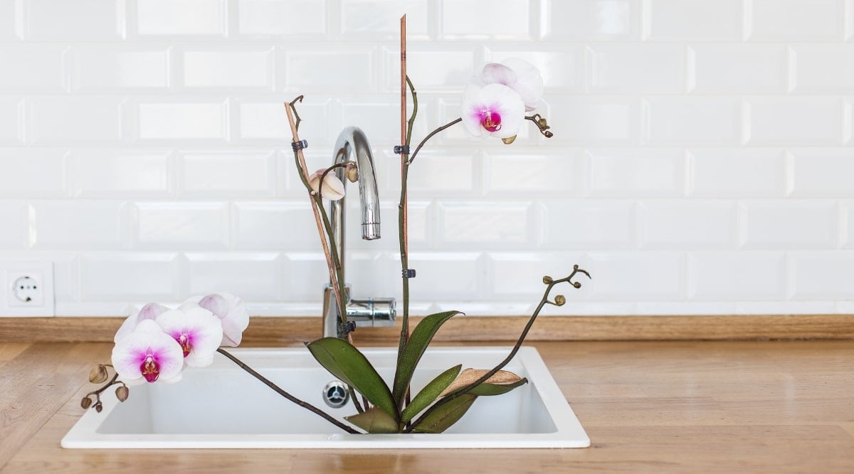 Plant getting rinsed off in sink with white flowers. The plant is staked and sitting in a pot waiting for the water to be spread over the roots.