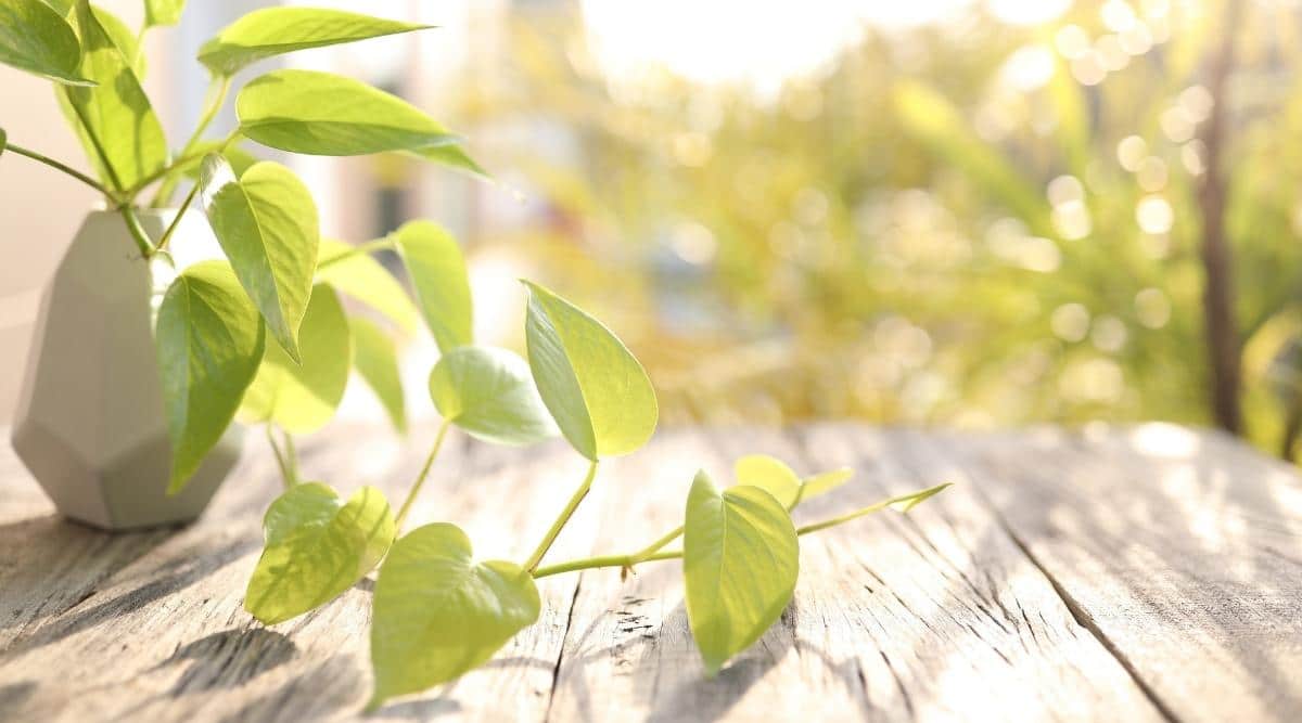 Can You Grow Pothos Plants Outdoors? Will They Survive?