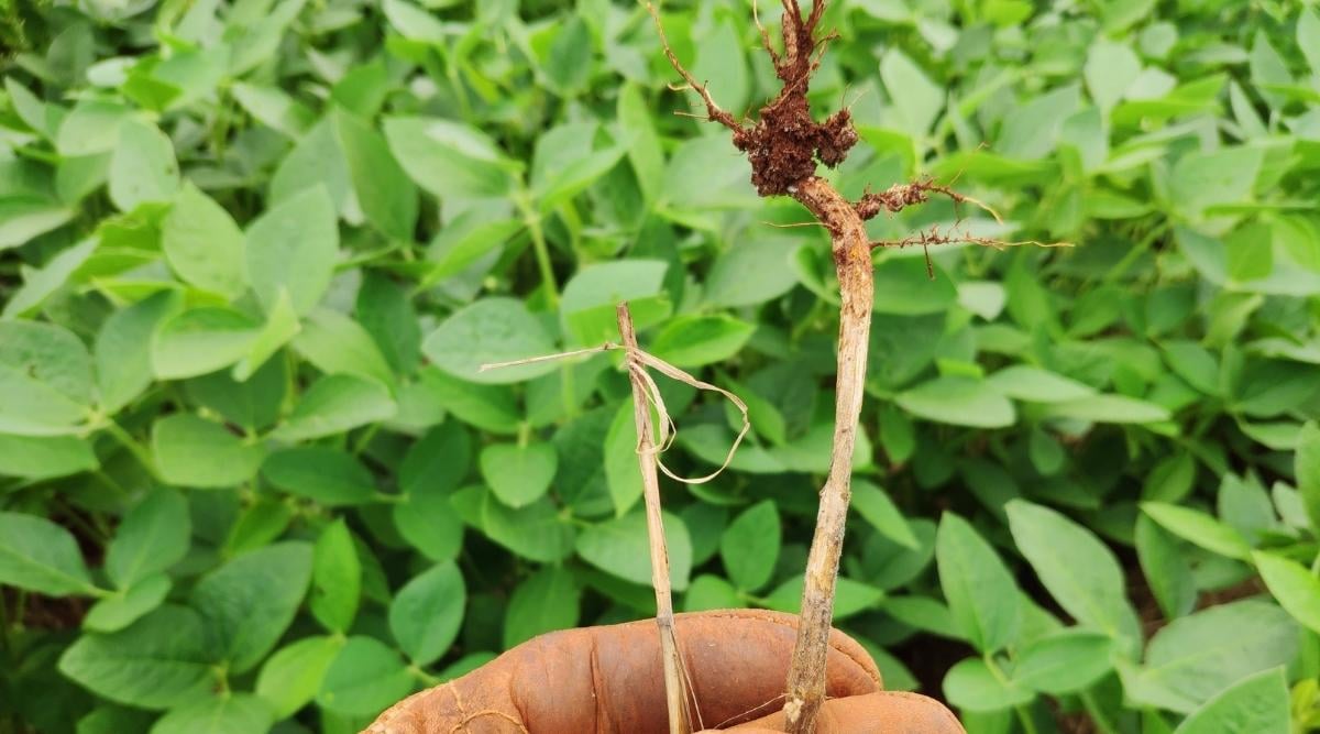 Plant with Root Rot