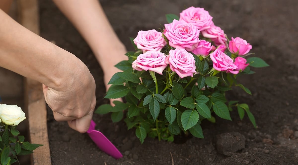 Rose Growth Stages How Fast Do Roses Grow?, 59 OFF