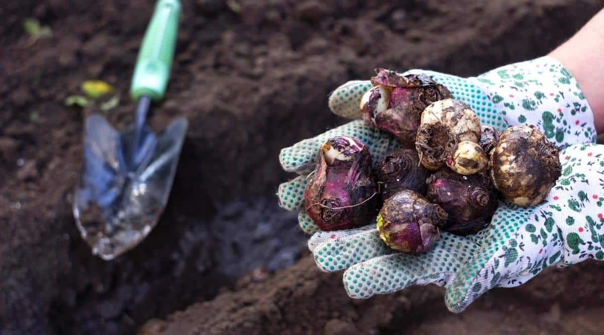Close-up of female hands in white gardening gloves with green print holding about 7 hyacinth bulbs against the background of a long hole dug for planting the bulbs in the soil. The bulbs are purple, rounded. In the background, a garden trowel with a green handle lies on the soil.
