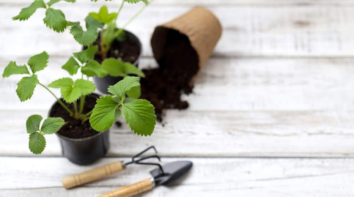Planting Seedlings at Home