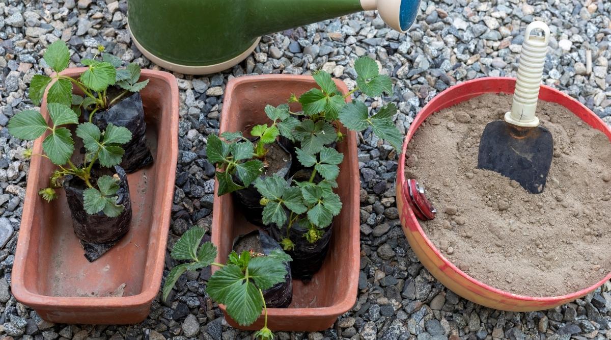 Planting strawberry plants in the pots