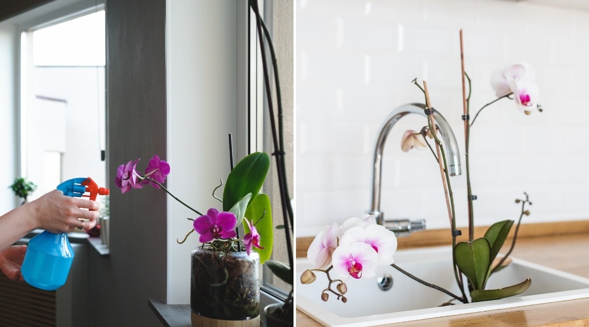 Plants being watered in two different methods. The plant on the left is being sprayed with a spray bottle. The plant on the right is being immersed in the sink, waiting for watering by immersion.