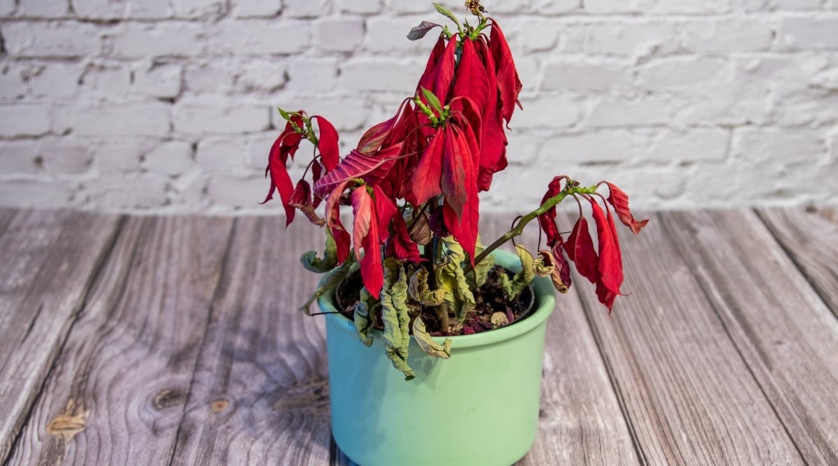 7 Reasons Your Poinsettia Has Yellow and Wilted Leaves