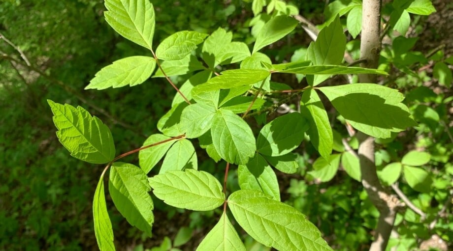 Plants That Look Like Poison Ivy 11 Lookalikes To Be Aware Of