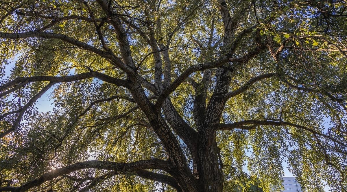 Populus