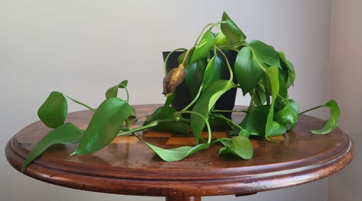 How Long Can a Pothos Plant Last Without Water?