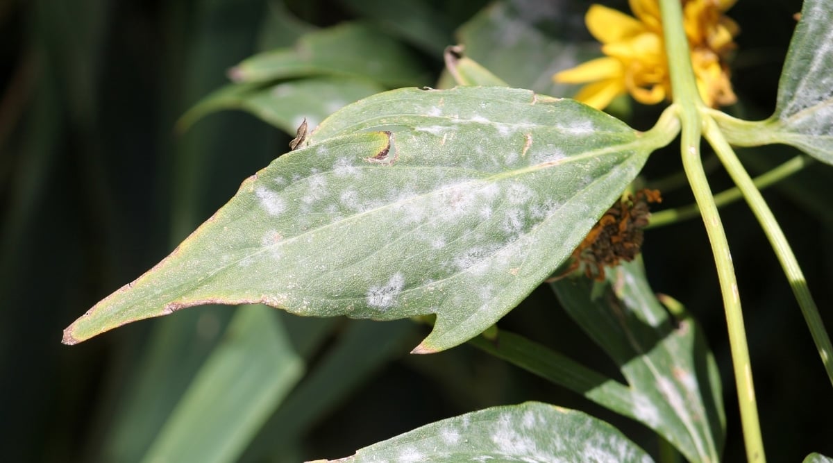 A close-up of a slightly serrated, green leaf shows the presence of powdery mildew. The powdery mildew has formed a white, fuzzy layer on the leaf's surface. The leaf is still recognizable, but its appearance has been altered by the fungal growth.
