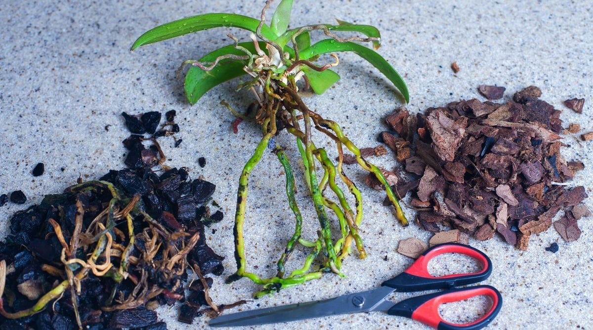 Prepping a Base for an Orchid