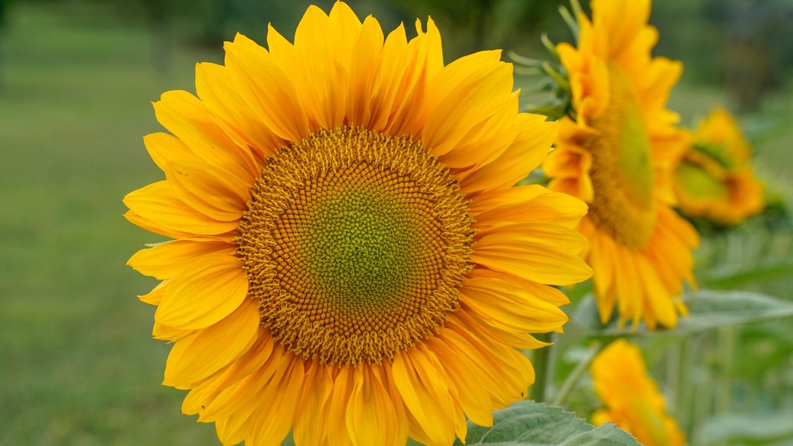 A close-up shot of a gold colored procut variety of flowers, developing atop sturdy green stems in a well lit area