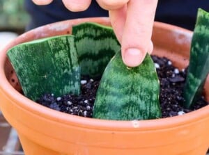 Propagate Snake Plants
