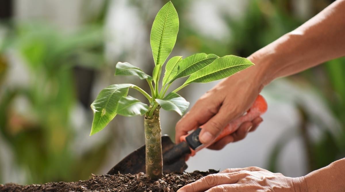 Proper Soil for Tree
