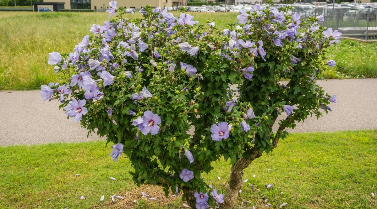 A hibiscus shrub that has been pruned to look like a small tree. The main trunks are light brown and textured. The foliage is green with jagged edges. The shrub is covered in lavender blossoms, each with a red center. There is a walkway and a parking lot in the background.