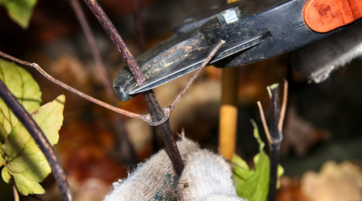 Close up of metal shears cutting a branch off of a plant.