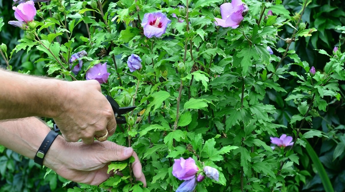 A man cutting a plant stem with a pair of pruning shears. The plants have stunning, lavender-colored blooms. The palmately lobed, green leaves are arranged alternately along the robust stem.
