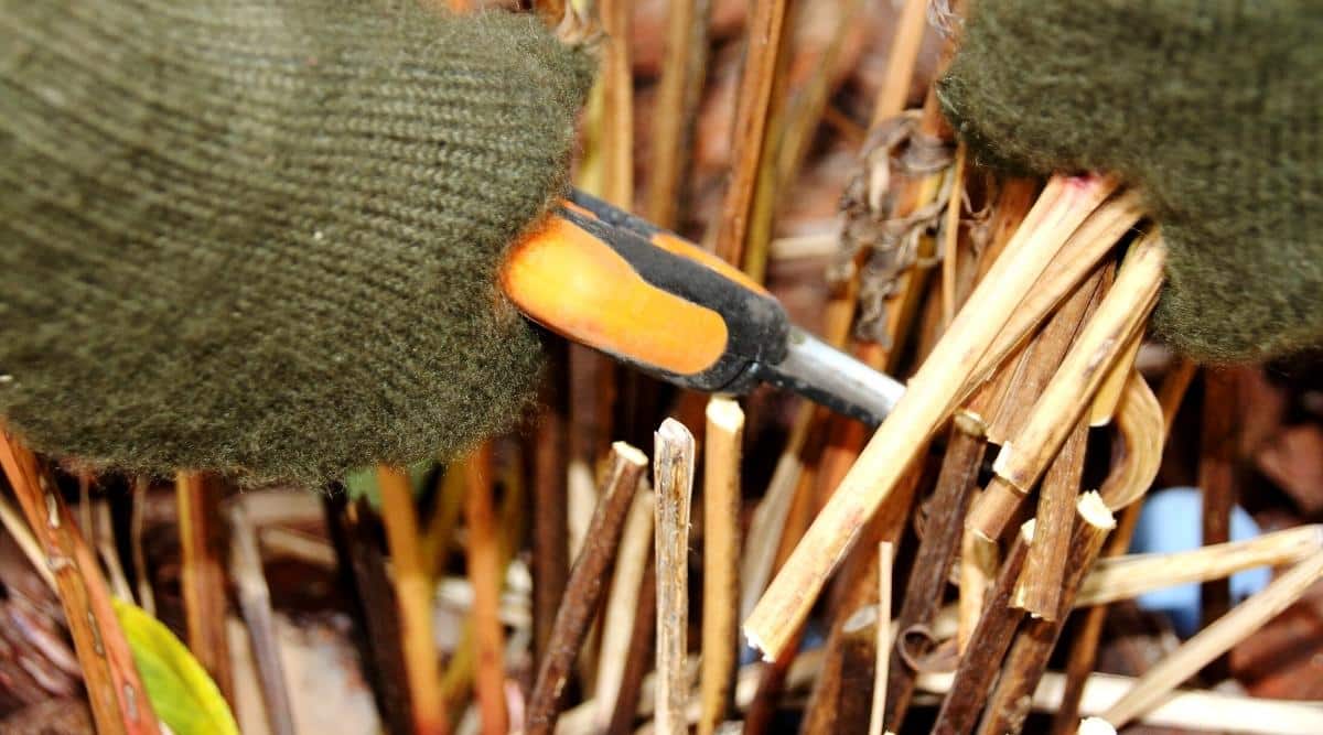 Pruning peony stems to prepare the plant for the ground. A close-up of a gardener's hands in khaki wool gloves trimming brown, sturdy peony stems with yellow and black pruning shears.