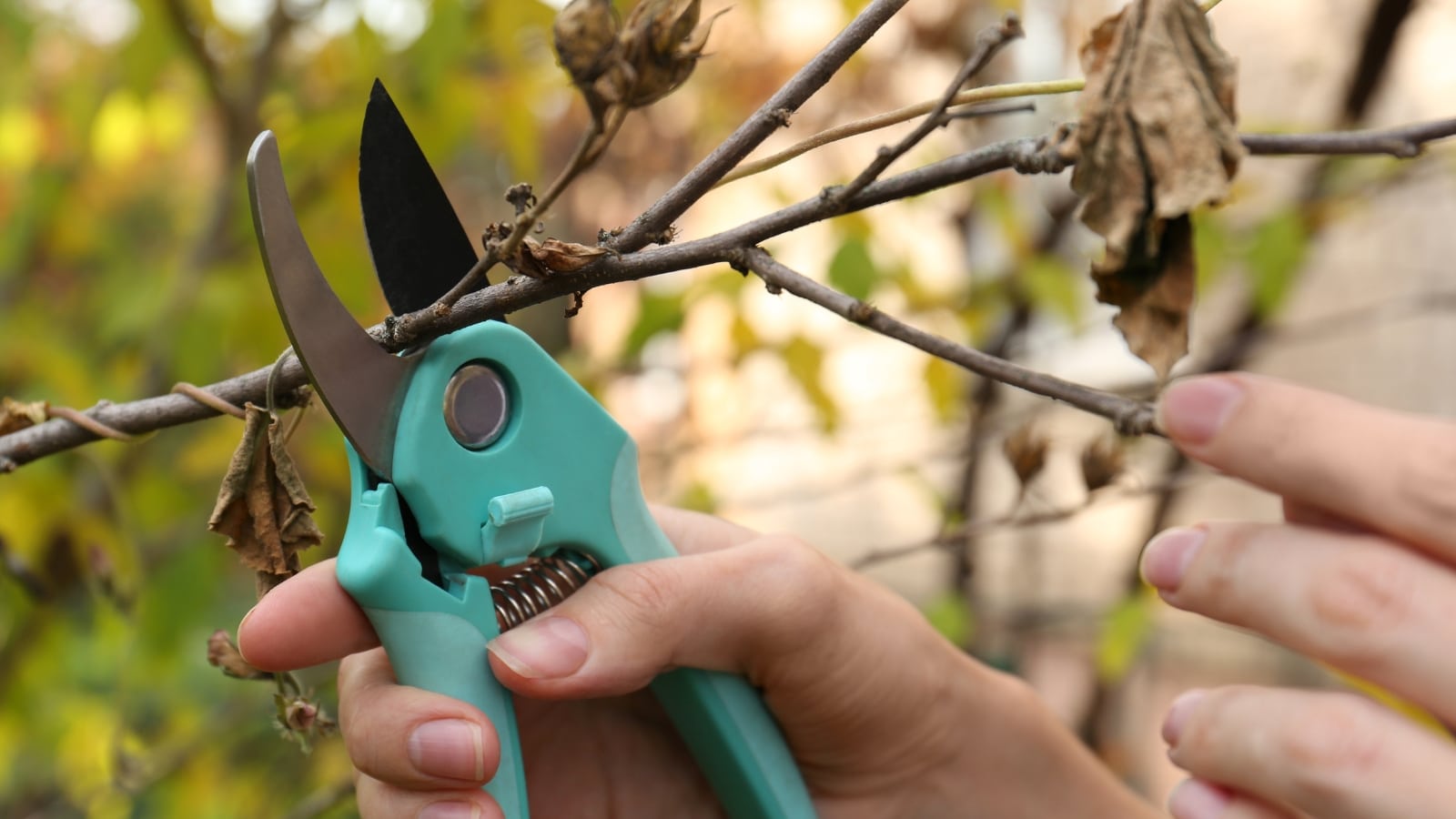11 Tips For Pruning Your Plants After a Winter Freeze