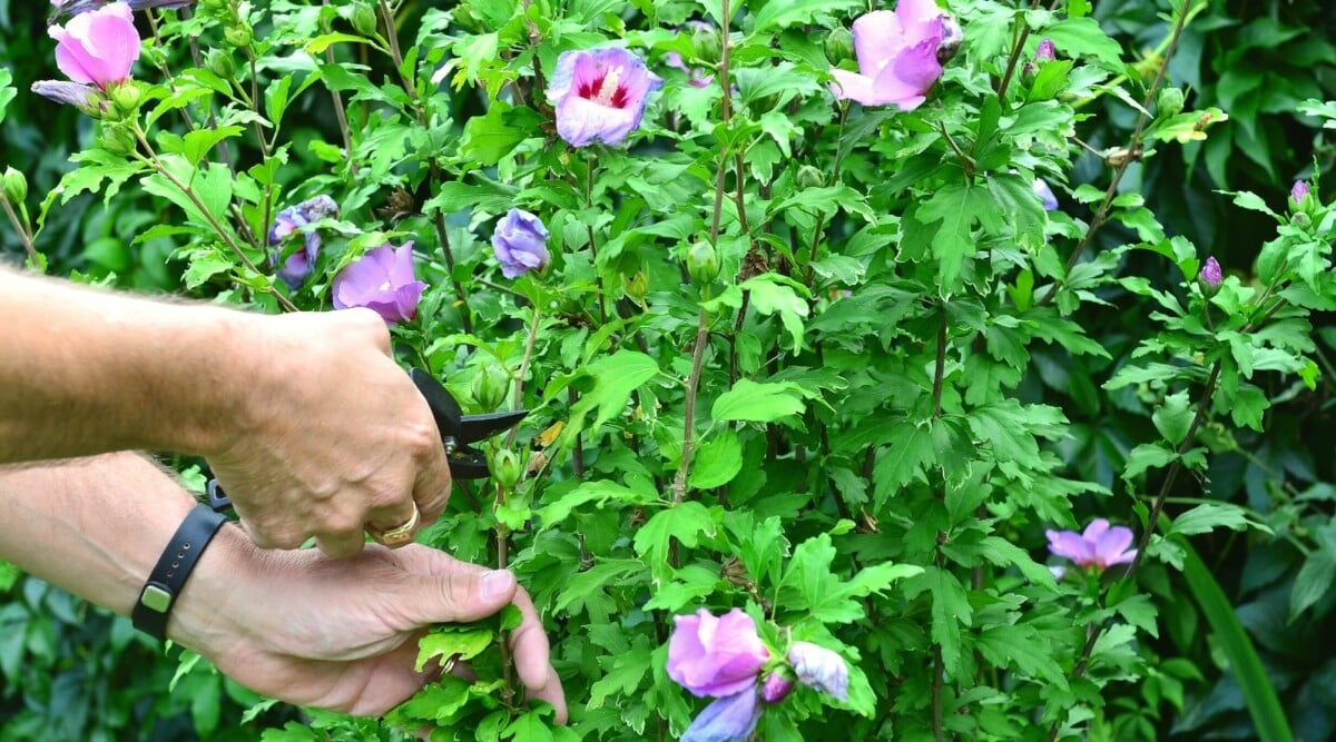 Tropical hibiscus shrub being pruned by a gardener with shears. The shrub has bright green foliage with serrated edges and lavender blooms, each with a red center