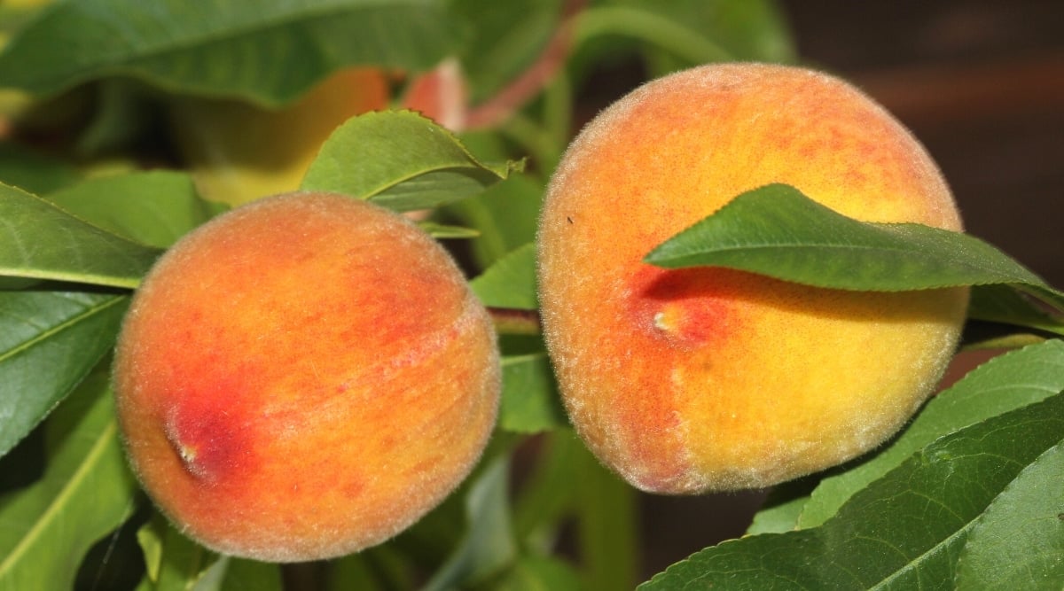 Close-up of two ripening peaches surrounded by dark green lanceolate leaves with slightly serrated hazel. The fruits are large, round, and orange with red tints, the skin is slightly furry.