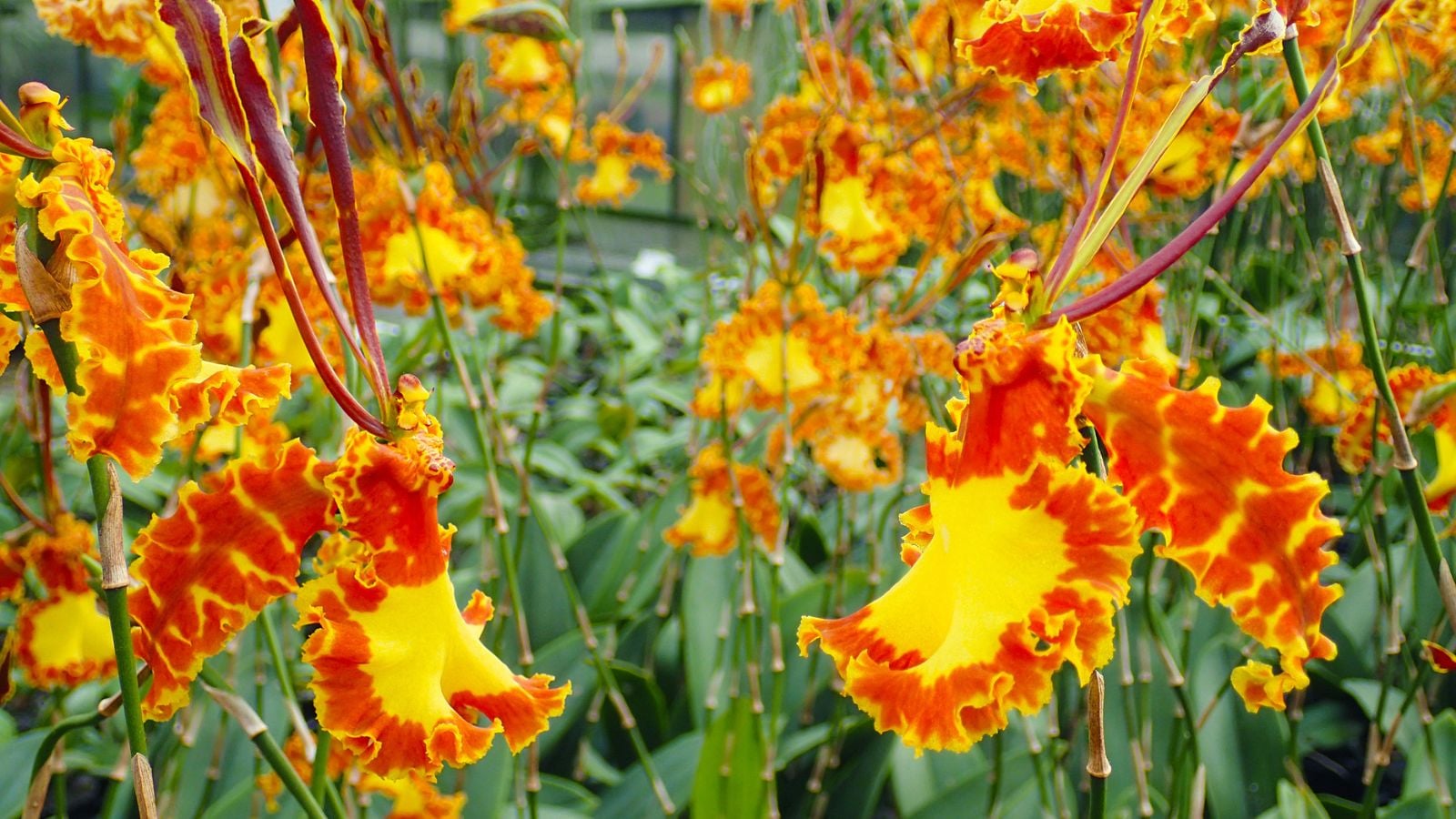 A bunch of healthy Psychopsis papilio appearing to have ruffled orange blooms with vivid markings placed under bright light