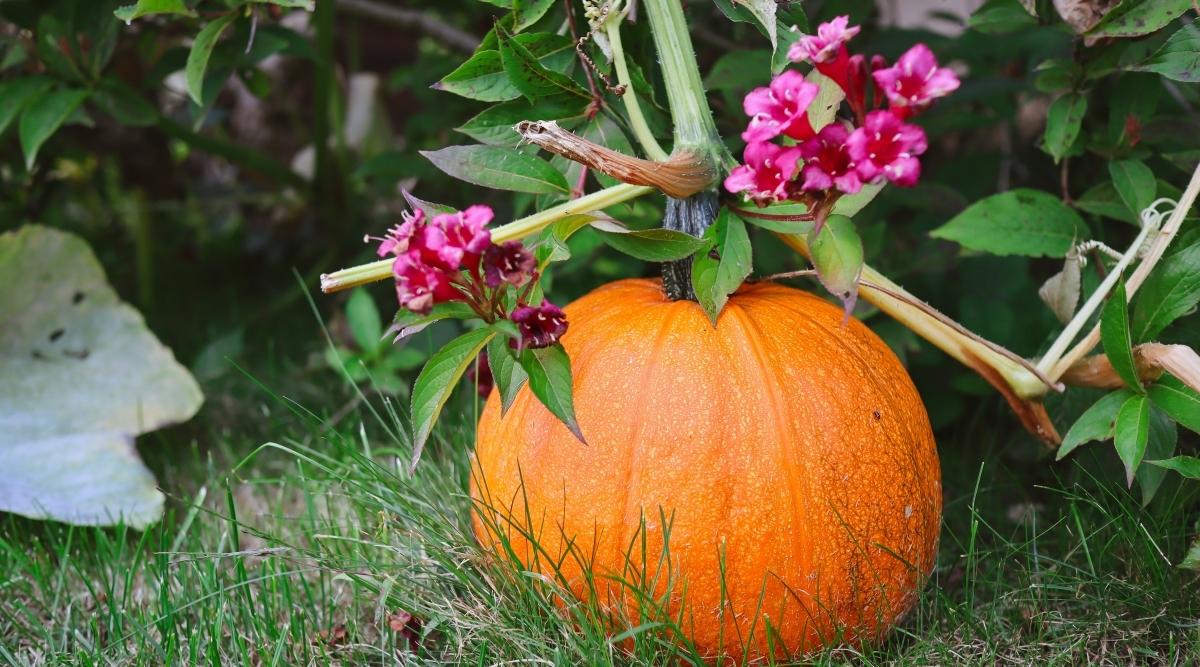 Pumpkins