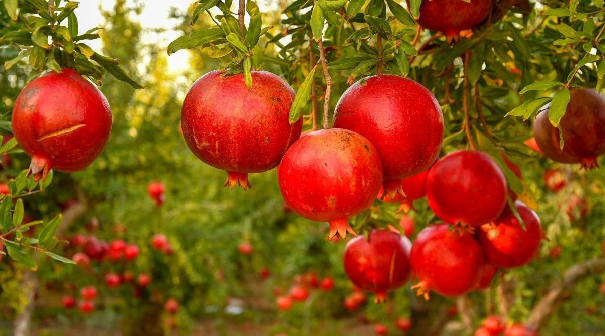 Close-up of many ripe pomegranate fruits hanging from branches against a blurred green background. The fruits are large, round with a smooth red leathery skin. Pomegranate leaves are opposite, glossy, oblong, dark green.