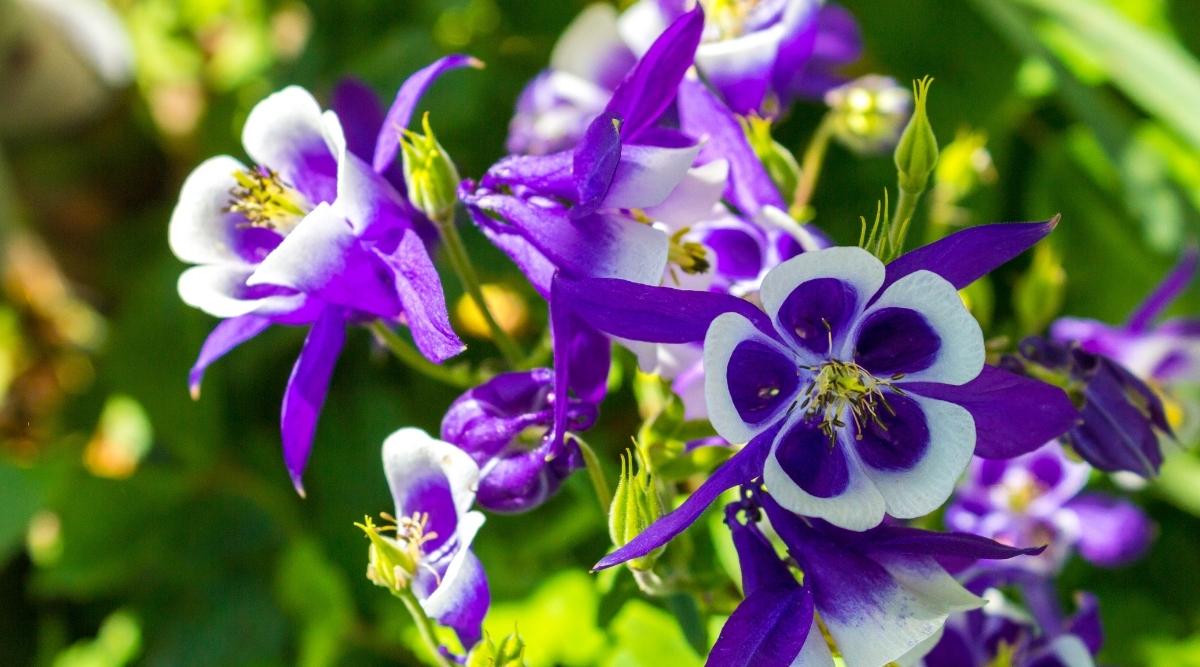 Purple Columbine Flowers