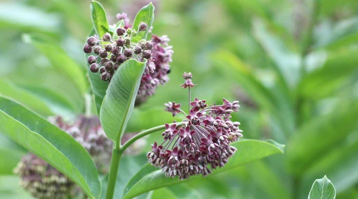 Tall flower stalk with a ball of tiny purple flowers on top and long ova; shaped leaves.