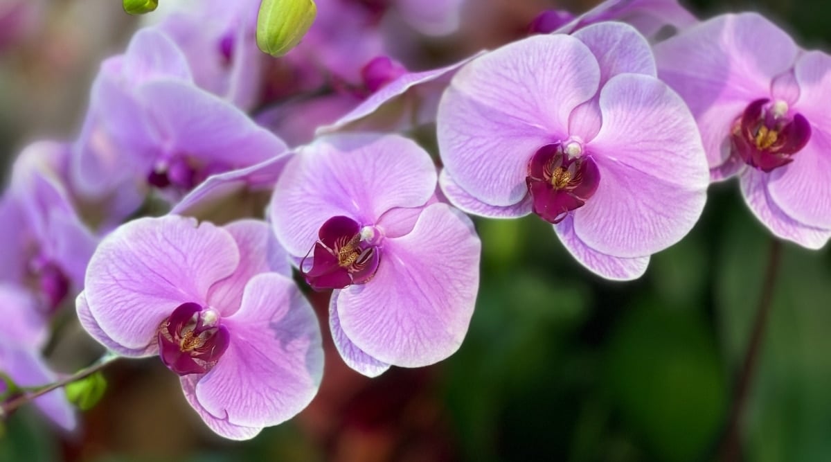 Purple Orchid is a Holo-Epiphyte Example